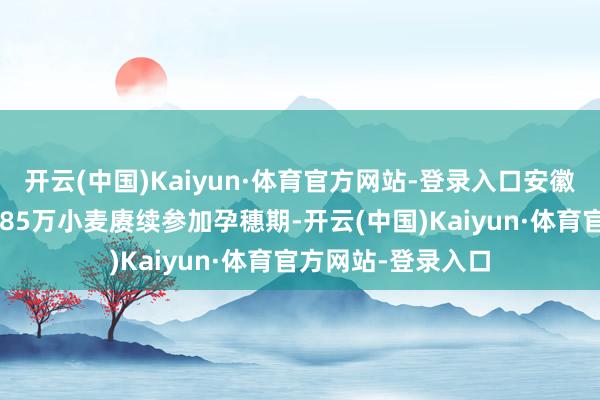 开云(中国)Kaiyun·体育官方网站-登录入口安徽省亳州市涡阳县185万小麦赓续参加孕穗期-开云(中国)Kaiyun·体育官方网站-登录入口